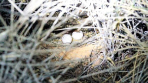 Papoušek noční hnízdo