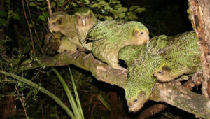 Rodinka kakapů sovích