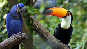 Ara hyacintový a tukan obrovský