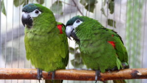 Ara červenoramenný