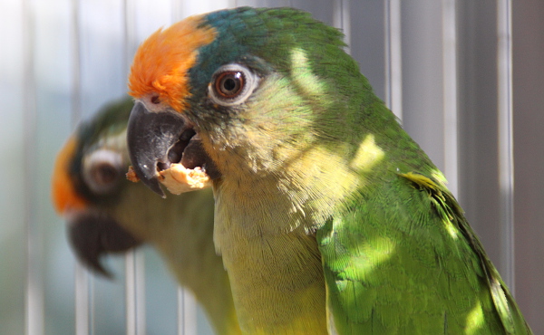 Jedni z nejukřičenějších papoušků na výstavě - aratingové zlatočelí - kupodivu nevydají ani hlásku (Foto: Jan Potůček, Ararauna.cz)