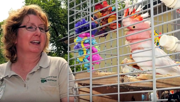 Uhynul údajně nejstarší papoušek na světě. Kakadu inka „Coockie“ se dožil 83 let