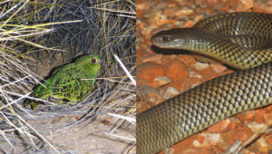 Papoušek noční a pakobra australská