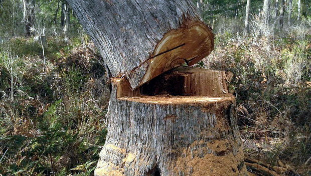 Australské ochránce šokoval případ kácení hnízdních stromů latamů vlaštovčích