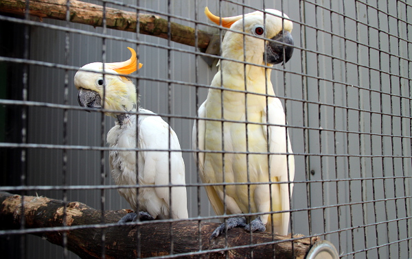 Těmto kakadu žlutolícím omrzly nohy a z prstů jim zbyly jen pahýly (Foto: Jan Potůček, Ararauna.cz)