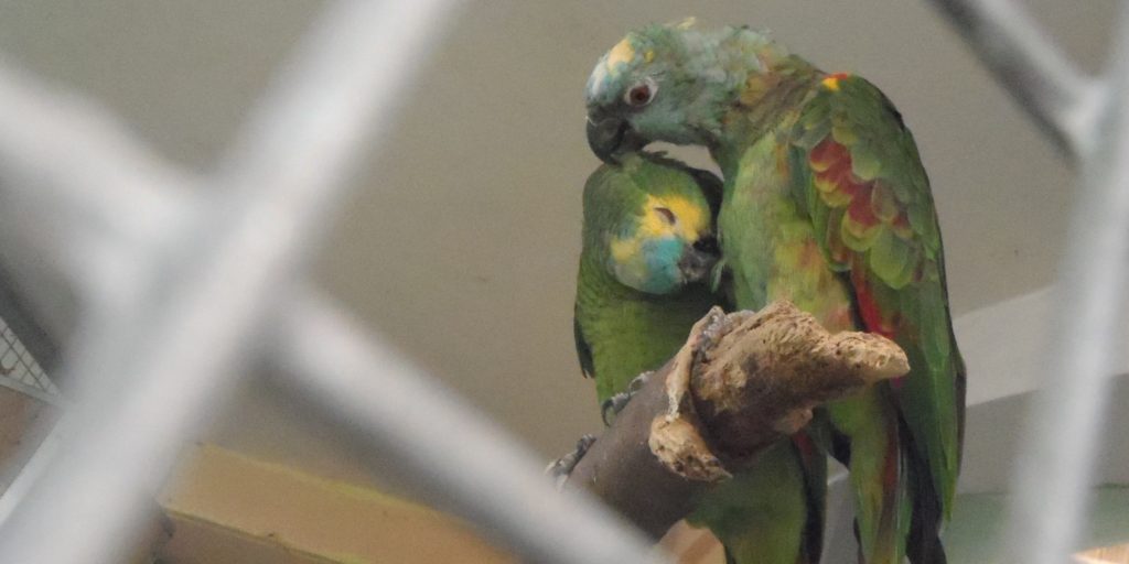 Papoušci ze stálé expozice (Foto: Milena Potůčková)