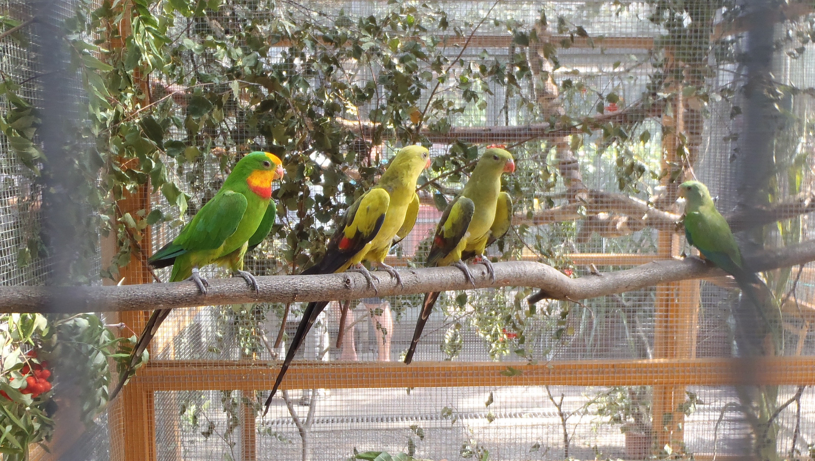 Výstava v pražské Botanické zahradě láká na výběr menších, ale neobvyklých papoušků