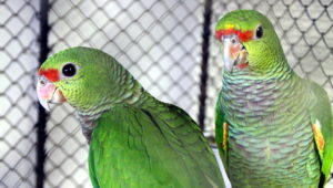 Amazoňan vínorudý