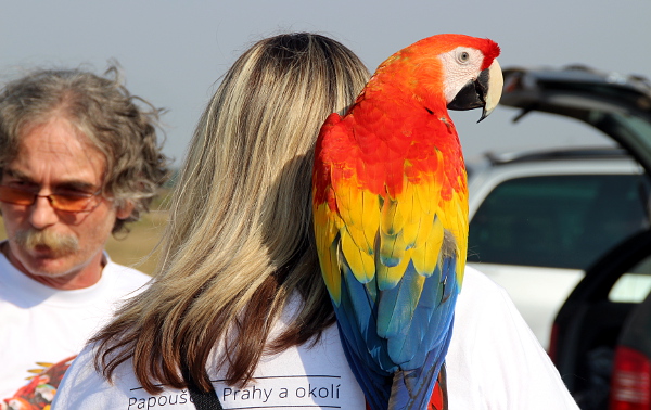 Pestrobarevný ara arakanga poutal mezi převládajícími ary araraunami pozornost (Foto: Jan Potůček, Ararauna.cz)