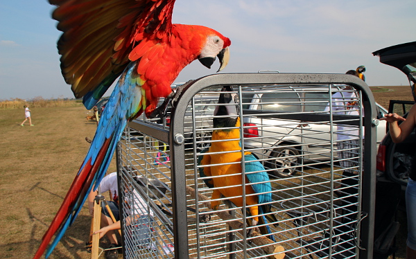 Vzájemné hašteření papoušků je na srazech běžné, ptáci si ale vzájemně nijak neubližují (Foto: Jan Potůček, Ararauna.cz)