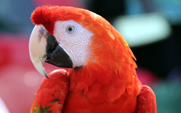 Detail hlavy ary arakangy (Foto: Jan Potůček, Ararauna.cz)