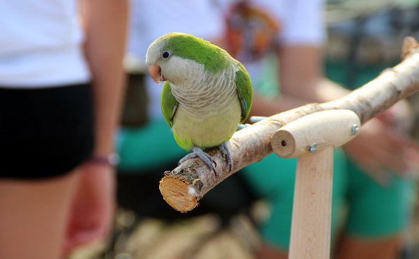 Mezi volnoletci na Podolance byl i mníšek šedý Bobina. Jeho majitelka Jana Černá z Prahy se inspirovala na setkání chovatelů volně létajících papoušků na Krásném u Šumperka. (Foto: Jan Potůček, Ararauna.cz)