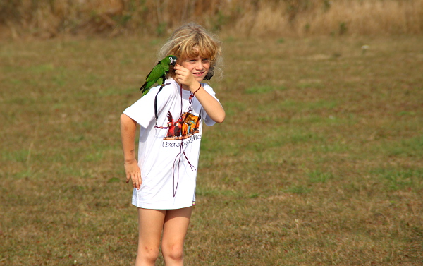 Nejmenší z arů – ara červenoramenný alias nobiliska (Foto: Jan Potůček, Ararauna.cz)