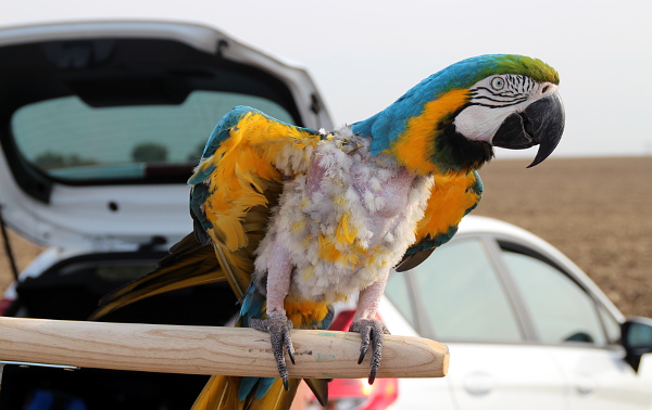 Nejstarší papoušek na srazu, čtyřiatřicetiletý sameček ary ararauny Kokin, pochází ze záchranné stanice společnosti Laguna v Praze. Předchozí majitelé se o něj neuměli postarat, proto si začal škubat peří. Kokin nelétá, po mnoha letech strávených v kleci mu zakrněla křídla. (Foto: Jan Potůček, Ararauna.cz)