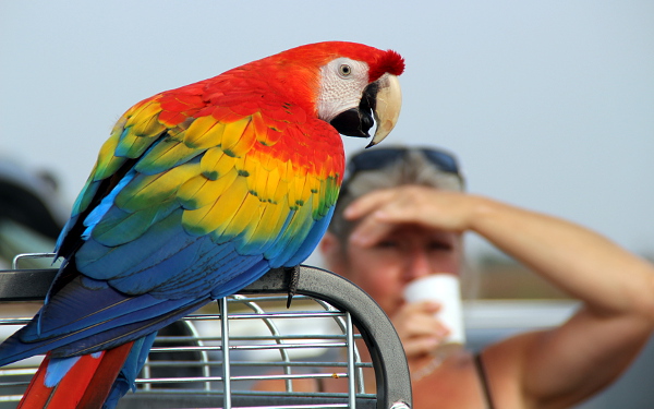 Ary arakangy nejsou tak často chované jako domácí mazlíčci. Jedním z důvodů je jejich větší agresivita. (Foto: Jan Potůček, Ararauna.cz)