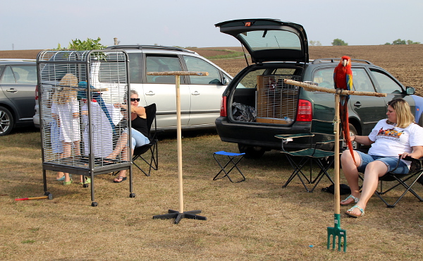 Jedna arakanga odpočívá na volno na bidle – vidlích, druhá je zavřená v přepravní kleci v kufru auta. Společně je jejich majitel Václav Froněk nepouští, obává se, že by mohly uletět. (Foto: Jan Potůček, Ararauna.cz)