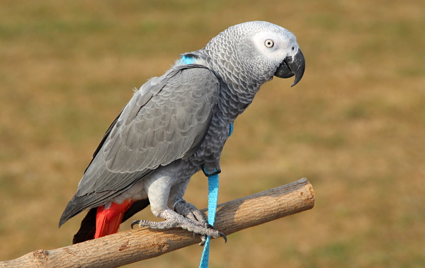 Žako zpozorněl během startu leteckého modelu (Foto: Jan Potůček, Ararauna.cz)