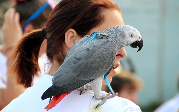 Žako se na volný let teprve připravuje, prochází výcvikem a proto je na kšírech (Foto: Jan Potůček, Ararauna.cz)