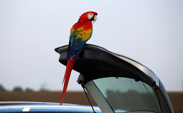 Otevřený kufr auta je pro aru arakangu vítanou přistávací plochou (Foto: Jan Potůček, Ararauna.cz)