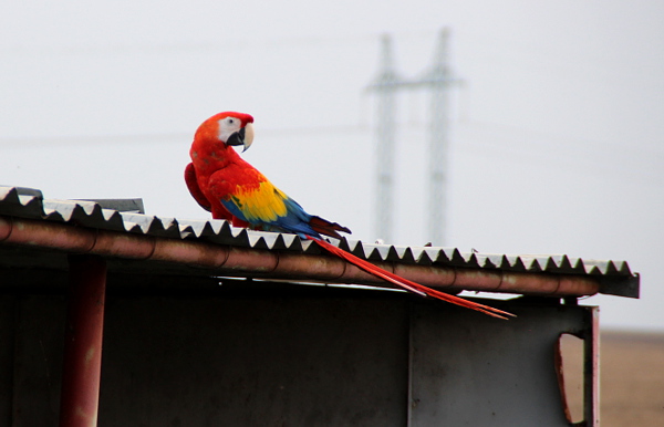 Ara arakaga odpočítá na přístřešku pro letecké modeláře (Foto: Jan Potůček, Ararauna.cz)