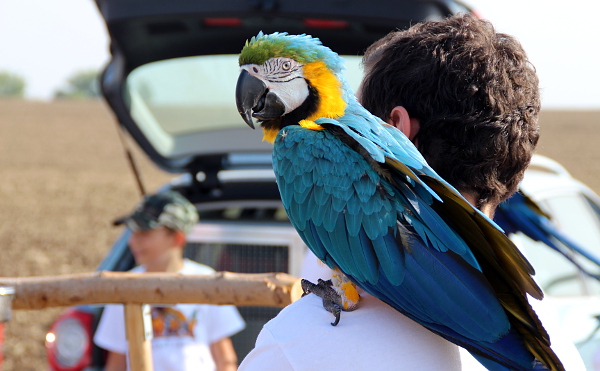 Karlos Otruba se svojí ochočenou samičkou ary ararauny (Foto: Jan Potůček, Ararauna.cz)