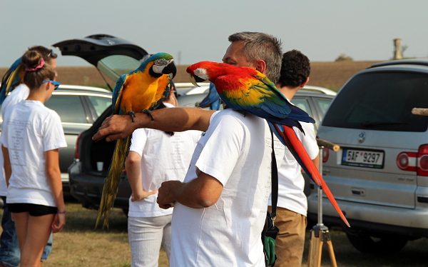 Setkání samičky ary ararany Laury a samečka ary arakangy Diega (Foto: Jan Potůček, Ararauna.cz)