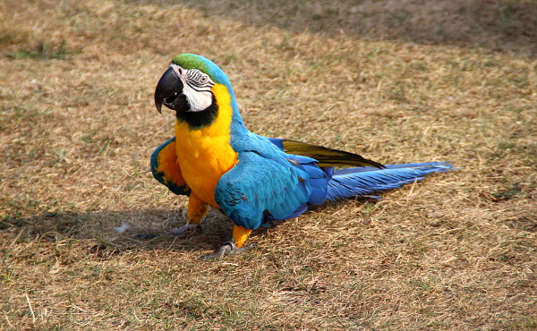 Lara se vydala pěšky hledat oběť, kterou kousne do nohy (Foto: Jan Potůček, Ararauna.cz)