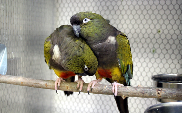 Staronovým druhem v pražské zoo je papoušek patagonský (Foto: Jan Potůček, Ararauna.cz)