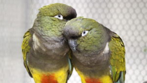 Papoušek patagonský