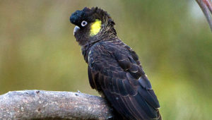 Tasmánský kakadu černý