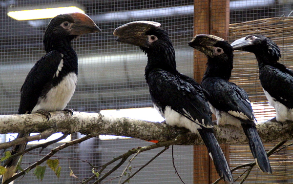 Zoborožci křiklaví patří k největším ptákům vystavovaným na letošní Exotice (Foto: Jan Potůček, Ararauna.cz)