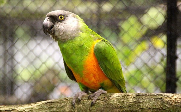 Africké papoušky na Exotě zastupuje například papoušek senegalský (Foto: Jan Potůček, Ararauna.cz)
