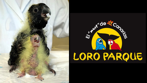 Loro Parque oznámil druhý letošní odchov tasmánského poddruhu kakadu černého