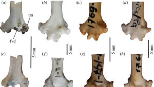 Kosti papouška ze Sibiře