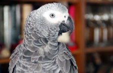 Registrace CITES u papoušků žako v Česku dosáhly svého stropu, poprvé po hnízdní sezóně jejich počet klesl