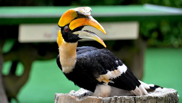 Singapurci chtějí lépe chránit dvojzoborožce žlutozobého, zvolili ho maskotem Jurong Bird Parku