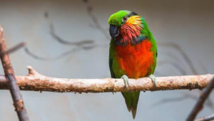 Loríček rudobradý