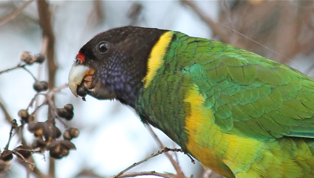 Papouškům barnardům límcovým se kvůli změně klimatu prodlužují křídla, tvrdí vědci