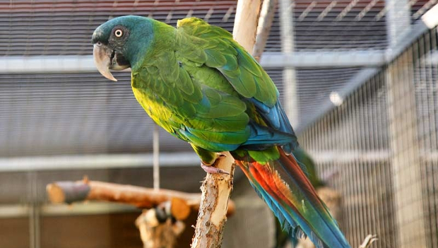 Papouščí zoo Bošovice zahájí šestou sezónu s 45 druhy papoušků ve více než 200 jedincích