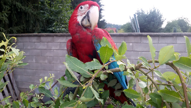 Čerstvá zkušenost s ulétlým arou aneb jak se zachovat, když vám papoušek „vezme čáru“