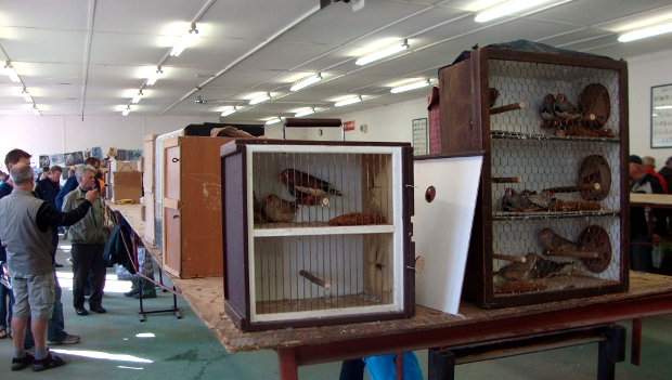 Týniště nad Orlicí je na hranici ochranného pásma ptačí chřipky, burza 26. února ale bude