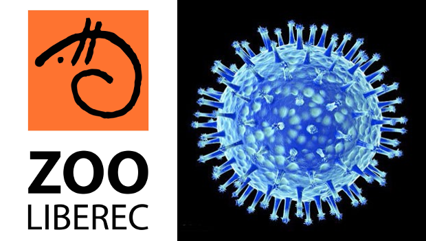 Ptačí chřipka v první české zoo: Liberec hlásí mrtvou labuť, musel utratit osm dalších ptáků