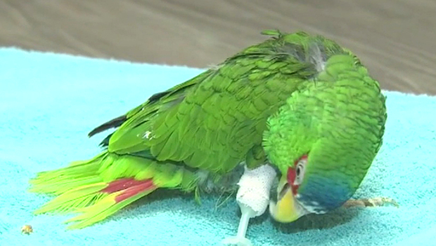 Jednonohý papoušek dostane protézu vyrobenou na míru pomocí 3D tiskárny