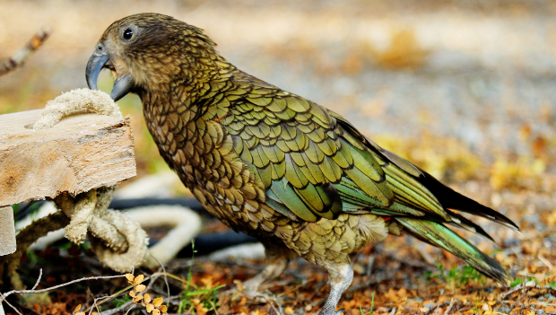 Nestoři kea dokáží vyluzovat zvuk podobný nakažlivému smíchu, který strhává k dovádění