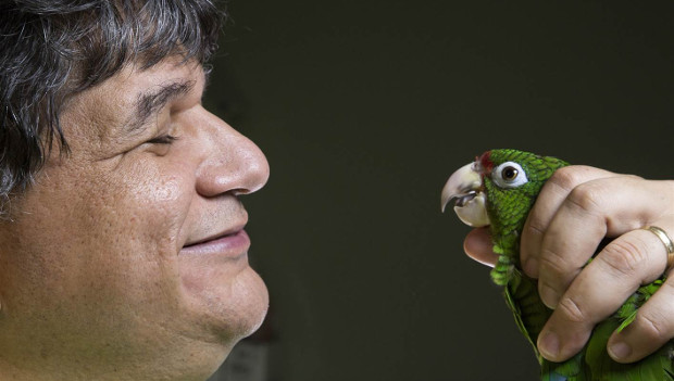 Portoriko letos může vypustit do volné přírody rekordních 130 amazoňanů portorických