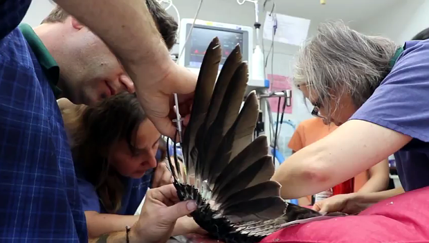 Kakadu přišel na drátech vysokého napětí o peří, zoo mu přilepila funkční implantáty