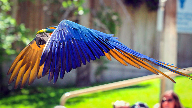 Zoo podcenila volný let papouška, ara ararauna ulétl z areálu a srazilo ho auto