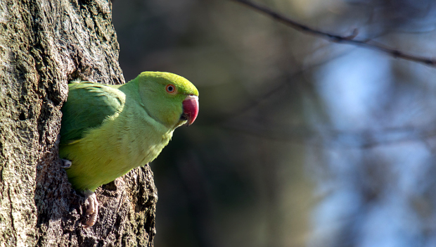Evropu „okupuje“ 85 tisíc alexandrů malých, do několika let jich může být až dvojnásobek