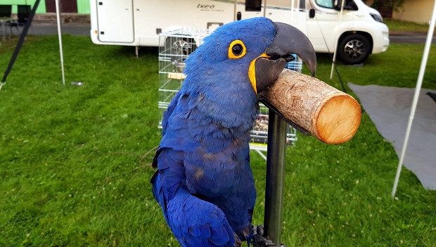 Krásné u Šumperka v sobotu popáté ožije srazem volně létajících papoušků. Letos s arou hyacintovým