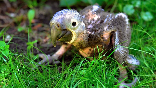 Zlínská zoo hlásí první odchov ary hyacintového. O mládě se starají přímo rodiče